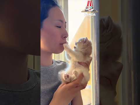 My little kitten doesn't like kisses at all, so when I try to kiss her,she resists.😂😂#cat #funny