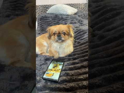 Собачка Попала В Настоящую Тюрьму #шортс