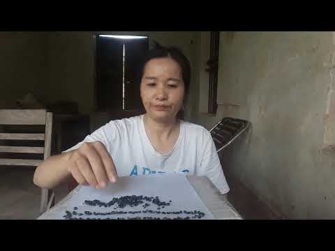Không nghe không hỏi không nhất định là đã quên, song chắc chắn là đã xa cách