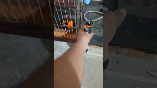 ensinando a pegar pelo pé #passaros #aves #corrupião #shorts