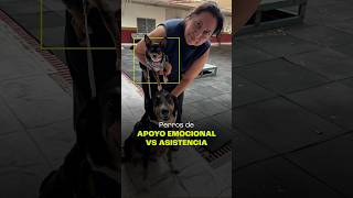 Perros de apoyo emocional y asistencia: ¿Son lo mismo?