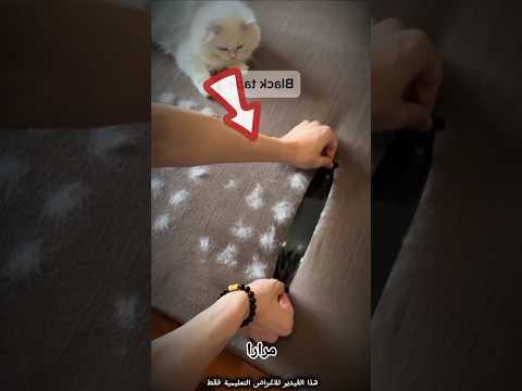 عندما شعر هذه القطه وقع ولكن 😧