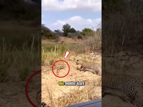 Small but mighty: Monitor lizard challenges the leopard. #leopard #lizard #animals