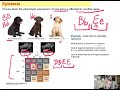 Labrador Coat Color Genetics