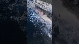 Close Call with a Great White Shark 🎬 Mike Coots #GoPro