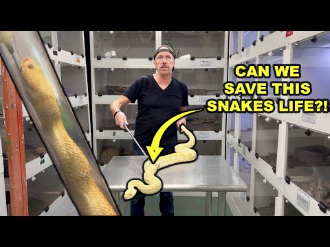 Can We Save This Snakes Life?