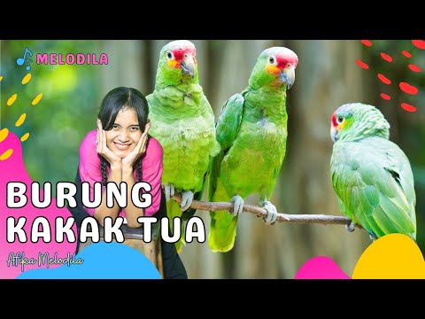 🔴 LAGU BURUNG KAKAK TUA - Lagu Anak Indonesia | Lagu Anak Balita | Lagu Anak Populer Afika Melodila