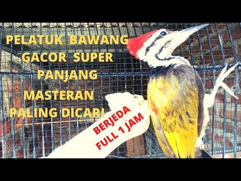 Super long gacor onion woodpecker // Onion woodpecker master // Most wanted master // 1 hour delay