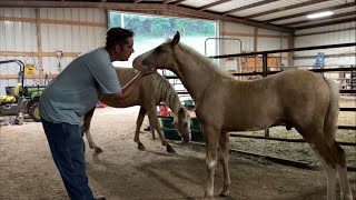 LIVE New Baby In The Barn😉 + WRONG HORSE😂😳