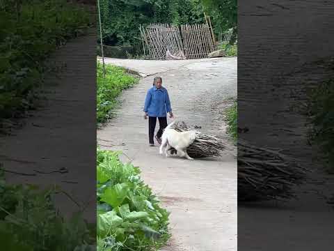 Grandma pulled Little Bao and spent her whole life with Labrador