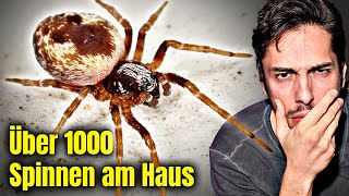 Über 1000 Spinnen plötzlich an den Häusern! Sind sie gefährlich?