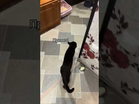 Любовь кота и человека #чокобурма #чококот #кот #котик #бурманскийкот