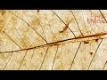Emerging Technologies in Biology and Robotics