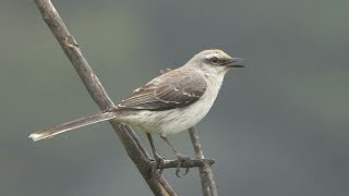 Tropical Mockingbird Birdsong