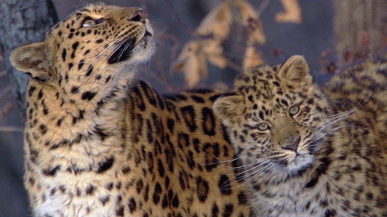The Amur Leopard Planet Earth BBC Earth