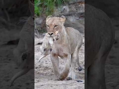 Worst & Evil Animal Moms | #shorts