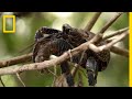 Coconut Crabs and Amelia Earhart