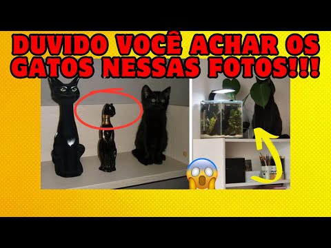 Fotos que provam que gatos são ninjas na camuflagem   COMPILADO #2