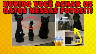 Fotos que provam que gatos são ninjas na camuflagem   COMPILADO #2