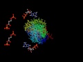 Glycolysis Enzymes and Functions
