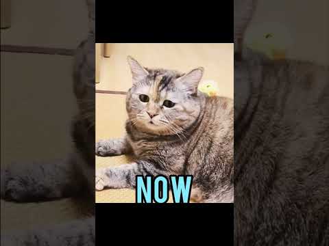 Cat & Dog Memes (Then vs Now) #memes #cats #dogs