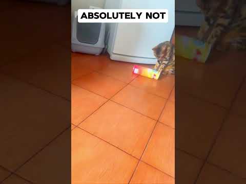 Poor Cat #shorts #catlovers #cutecat #viralshorts #newshorts