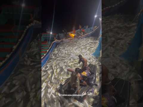 OMG 😨 எவ்வளவு பாரை மீன்கள் கிடைச்சிருக்கு #thenkadalmeenavan #seafood #shorts