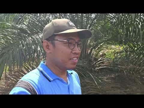 Survei Lahan Sawit.. Alhamdulillah.. SUPER