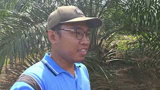 Survei Lahan Sawit.. Alhamdulillah.. SUPER