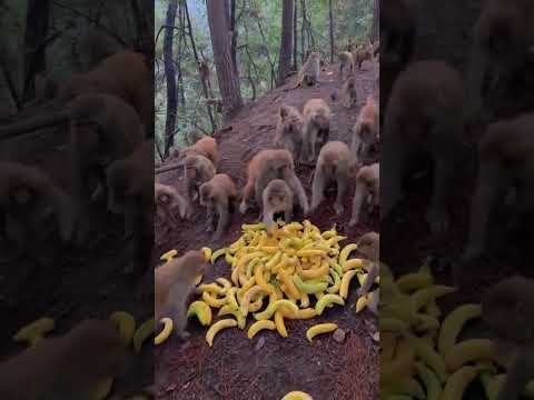 Monkeys eat bananas in seconds monkeys