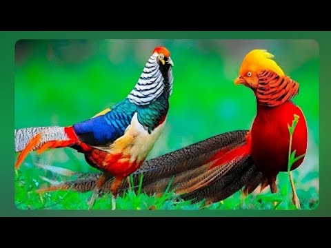 Las 20 AVES Más Lindas del Mundo.