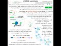 Understanding mRNA Vaccines and Functions