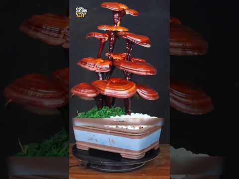 BONSAI DARI JAMUR😍