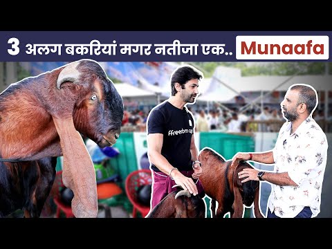 150 KG तक बढ़ता है Beetal Goat | देता है ज्यादा दूध और ज्यादा मांस | मुनाफा हुआ Double