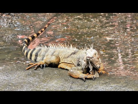 Magnificent Iguana Embracing The Moment