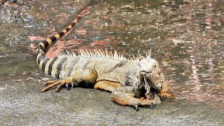Magnificent Iguana Embracing The Moment