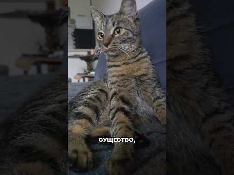 правая рука Бога #видосыкота #психология #pets