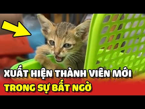 Nhà Vitamin Mèo xuất hiện thành viên mới trong sự bất ngờ