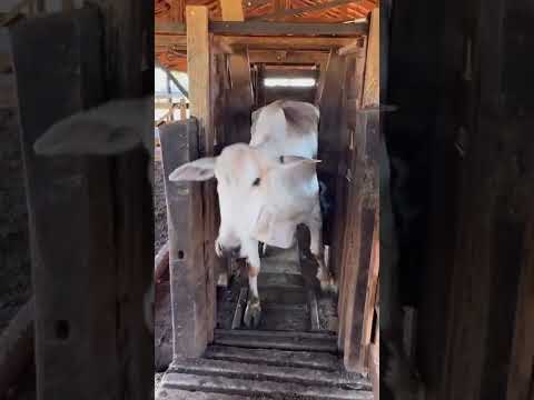 A lida moçada! não para nunca!!