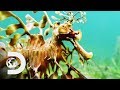 Leafy Sea Dragon Facts and Conservation