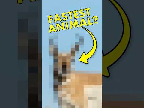 You’re wrong about the world’s fastest animal