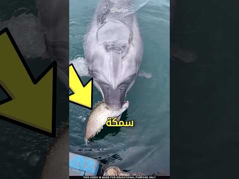 هذا الدلفين يطلب المساعدة! 😱 #shorts