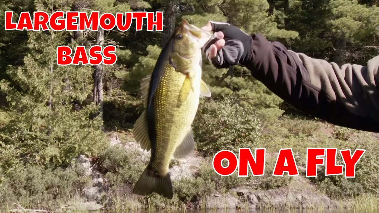 Largemouth Bass on a Fly - The New Fly Fisher