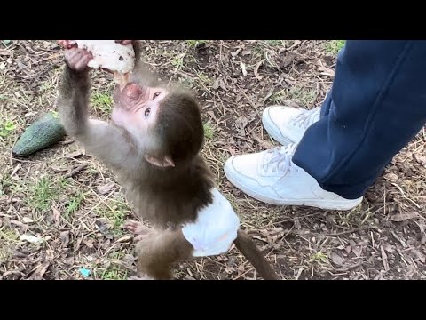Посмотрите как Люська ОТЖИМАЕТ КУРИНЫЙ ОКОРОЧЁК у Сонечки! Люся хочет мяса!