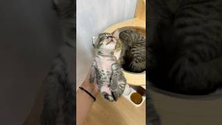Father cat plays with his children #catvideos #cat #kitten #kucinglucu #cutecat
