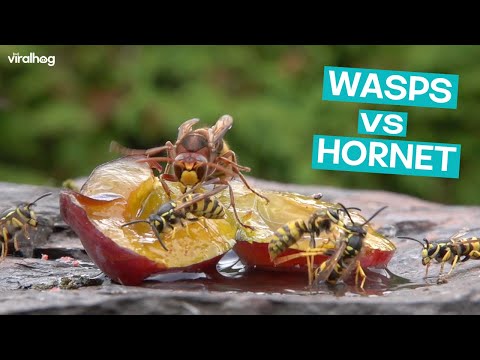 Hornet and Wasps Fight over Food || ViralHog