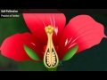 Self-Pollination and Flower Anatomy