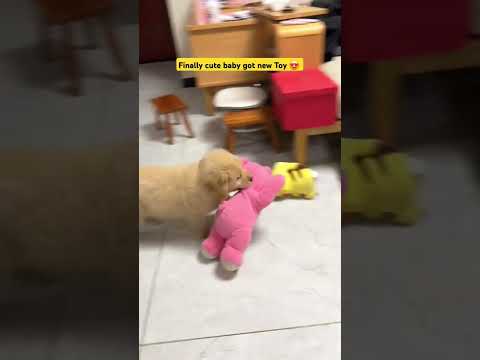 Cute ๐ Sweetheart ๐ถ baby playing with Toy ๐ฅฐ