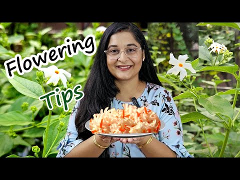 🔴Harshringar/Parijat/Jasime FLOWERING TIPS हरसिंगार/पारिजात में फूल रहे हैं? Root & Hard pruning