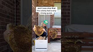 Most Watched Bee Removal of the Year!